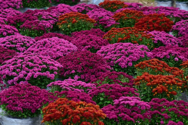 Bain nordique bois : choisissez le meilleur pour votre bien-être